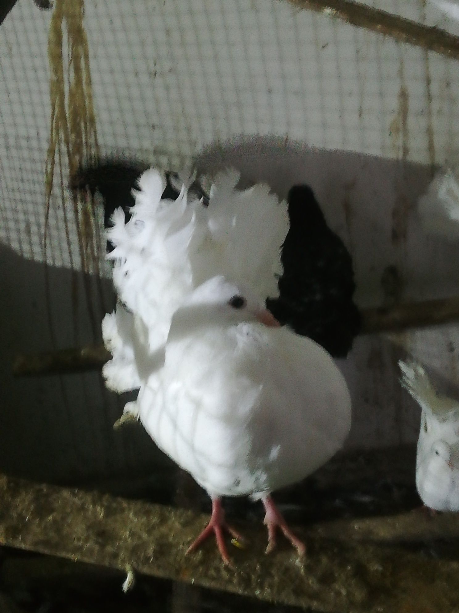 Białe gołębie Pawiki