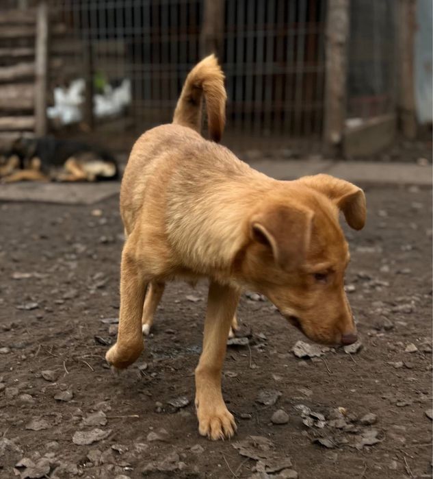 Ярик отдам в семью