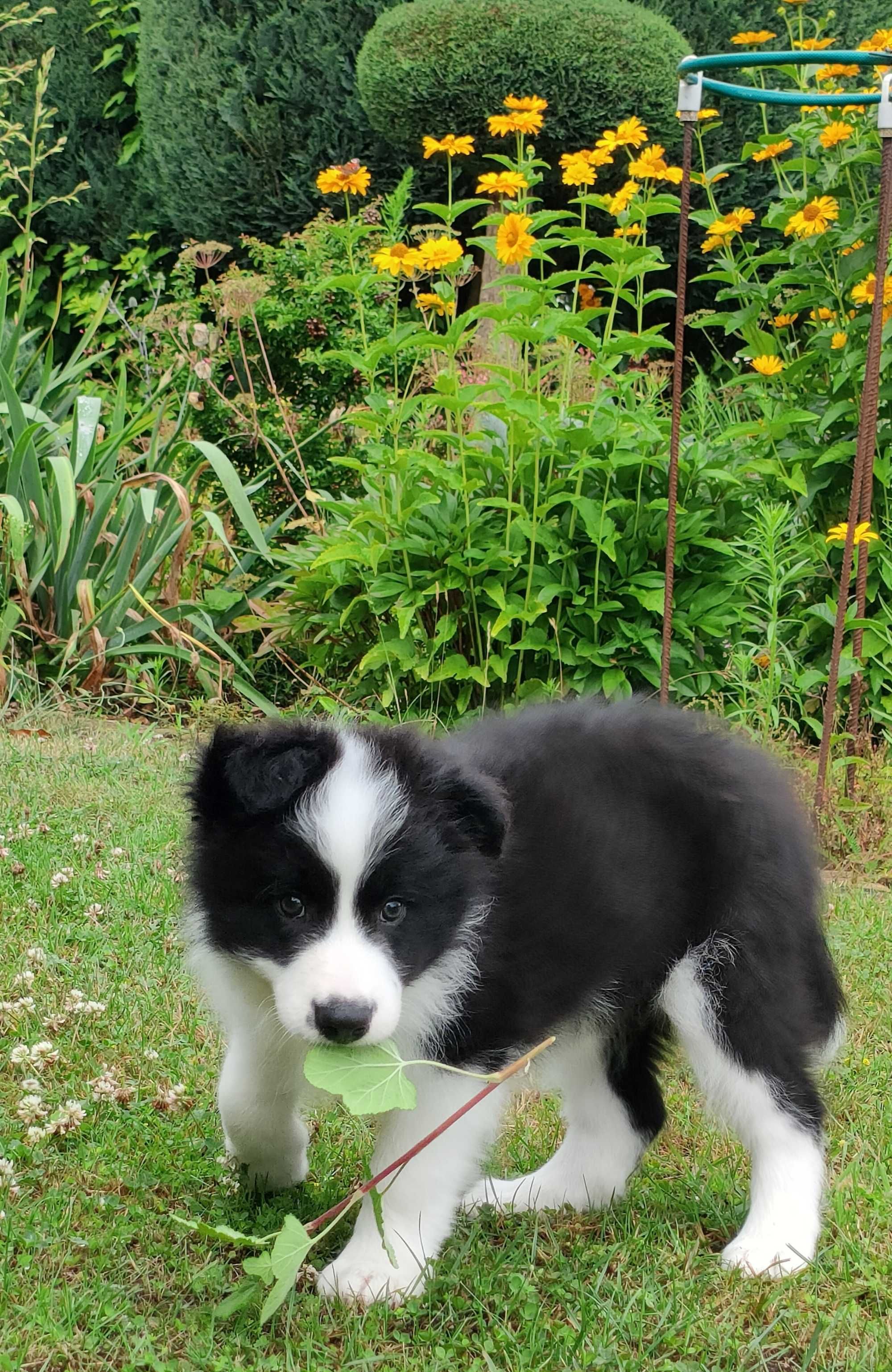 Szczeniak Border Collie-piesek ZKwP/FCI
