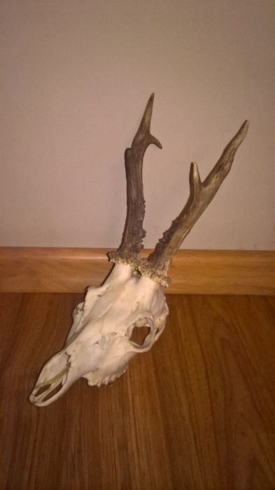 Bardzo ładne poroże, rogi, trofeum.