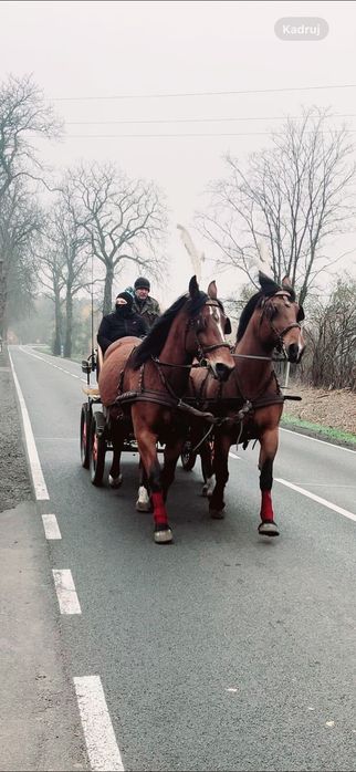 sprzedam klacz konie  koń licencja