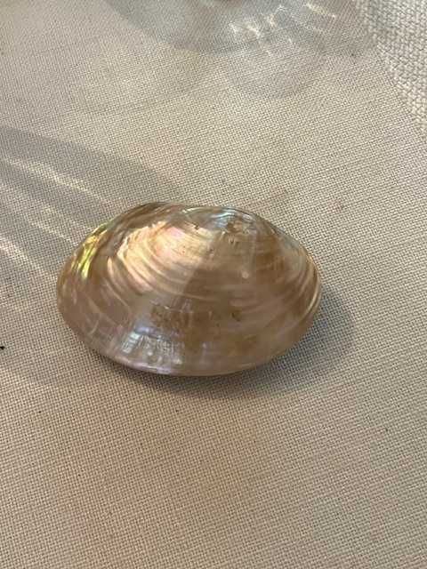 Concha de madre perola