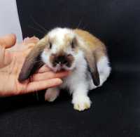 Карликовый мини кролик,карликовий міні,карликові,карликовые