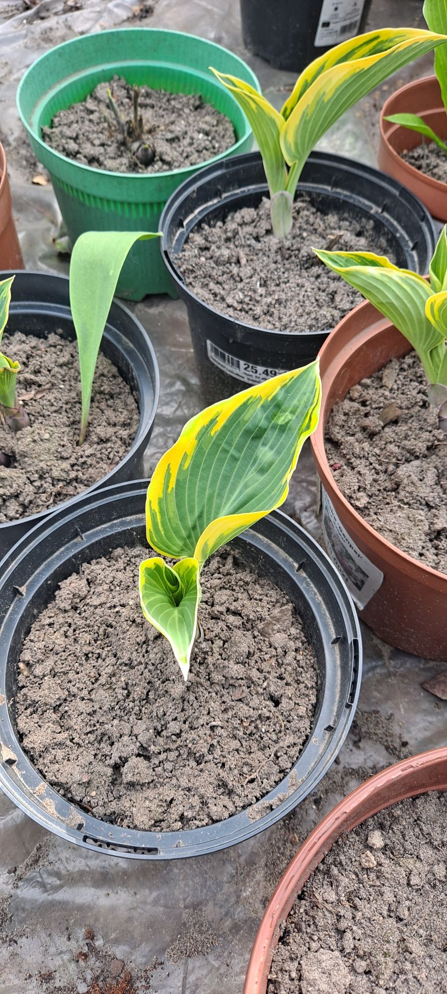 Funkia, funkie, hosta rosliny ogrodowe kilka odmian