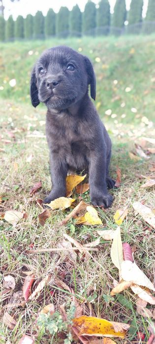 Labrador Retriever-czarna sunia FCI