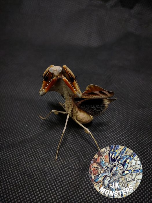 Modliszka Deroplatys lobata+gratisy