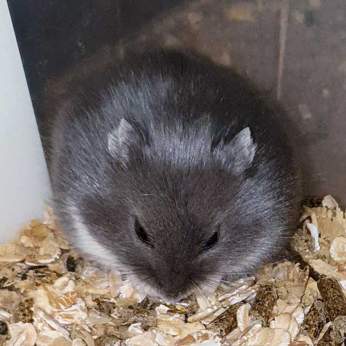 Маленькие ручные джунгарские хомяки черный сапфир. Центр