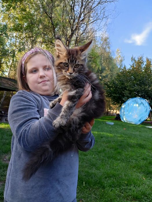 Kotka Maine Coon