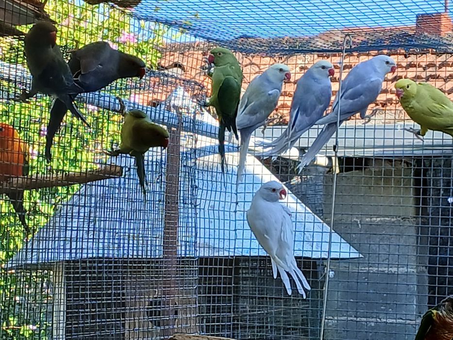 Aves disponíveis
