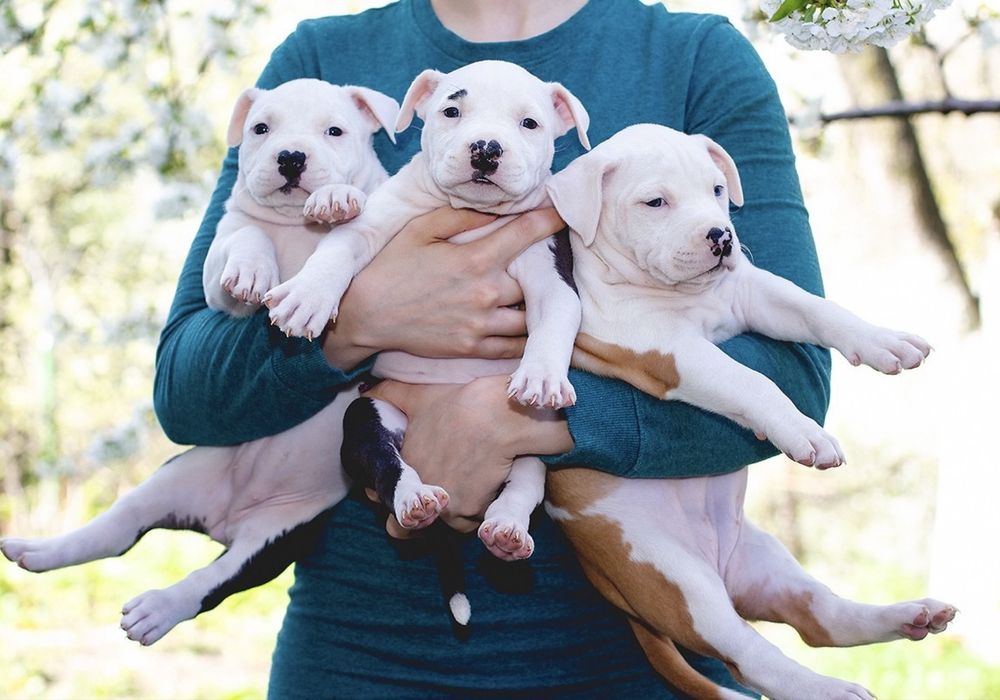 АСТ красивий принт та біла голова з документами