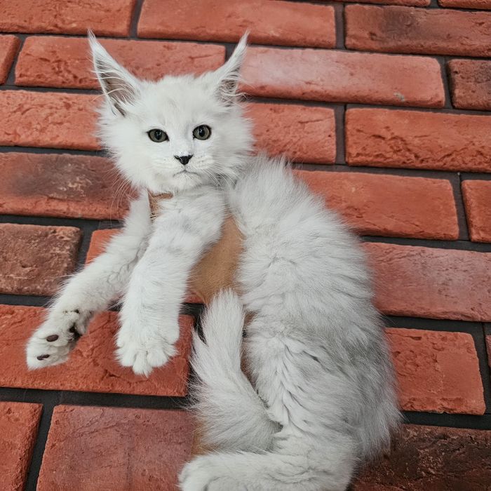 kocurek Maine coon rodowód fpl FIFe do hodowli