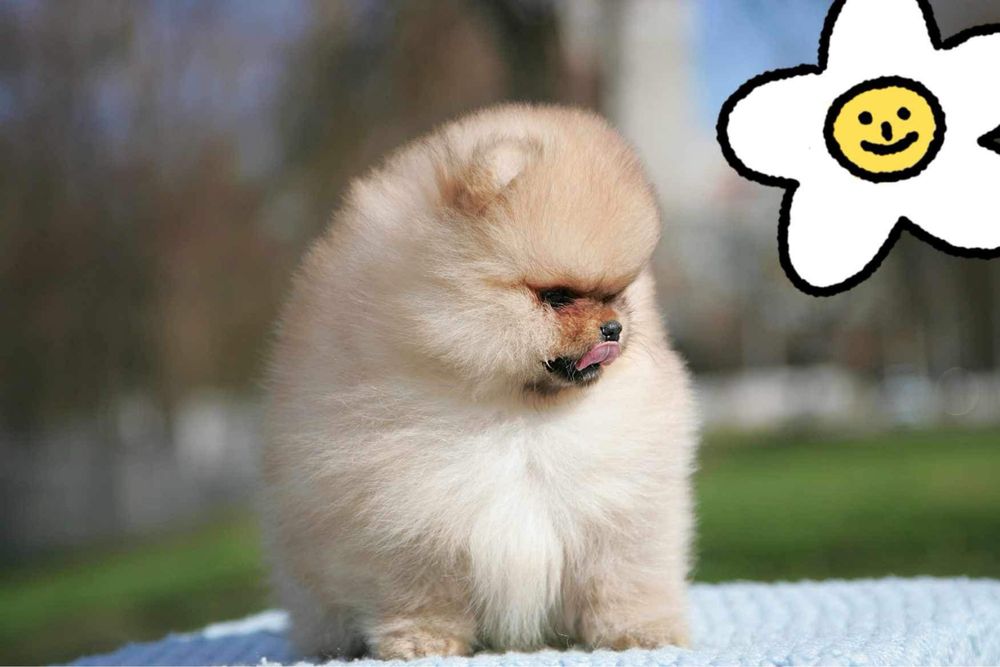 Шикарная девочка померанский шпиц. КСУ.