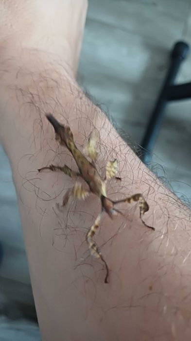 straszyki australijskie * od  L2  do imago *