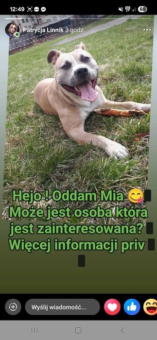 Suczka, staffik, ulozony, czteroletni, wychowany z dziećmi