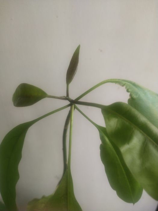 Соландра крупноцветковая