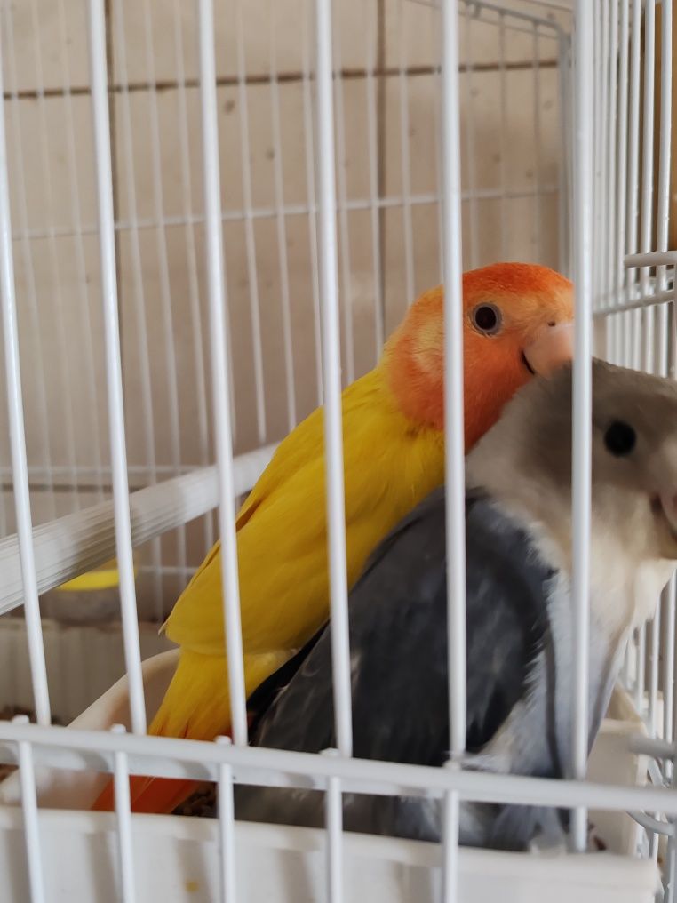 Agapórnis domesticados