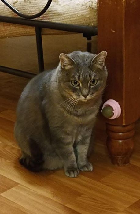 Отдам серую вискасную кошку, 5 лет, стерилизована