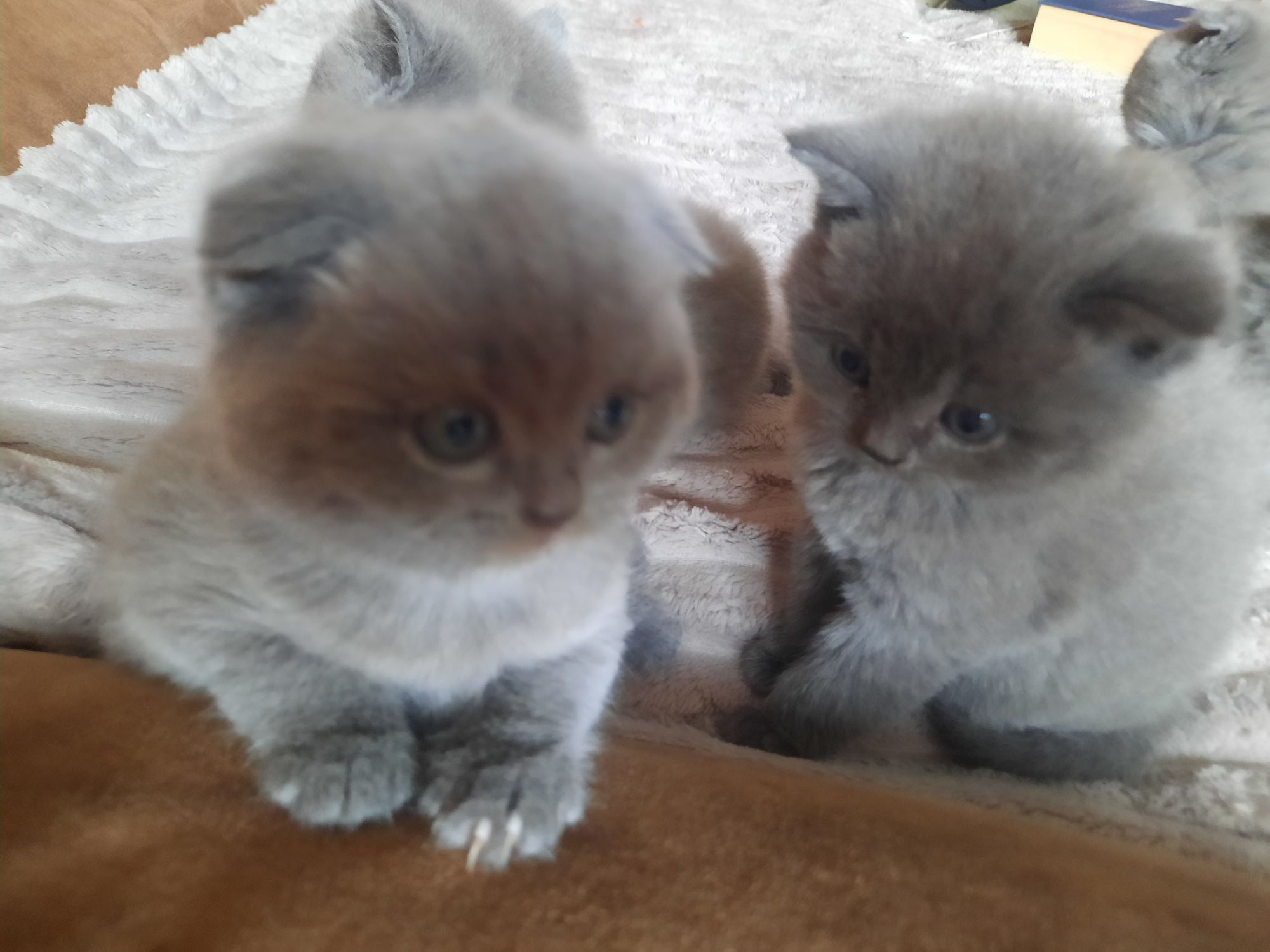 Британські кошенята скотіш фолд та скотіш страйт,