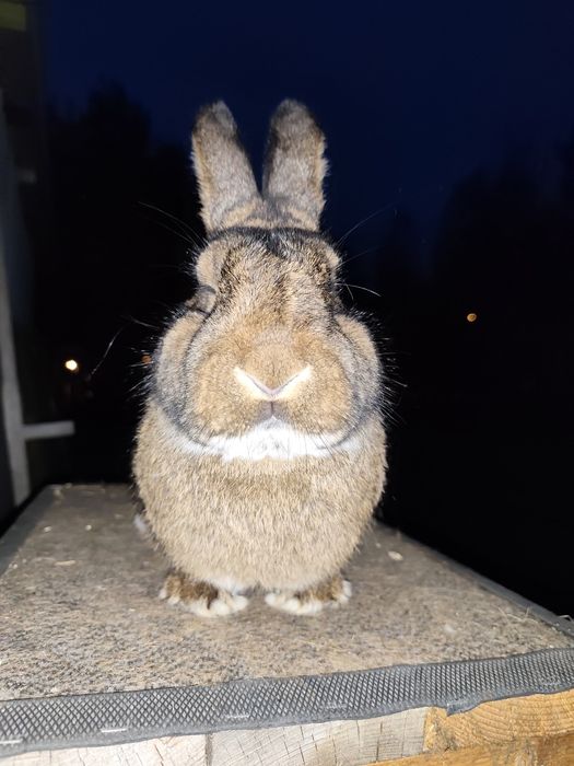 Wiedeński Szary Samiec