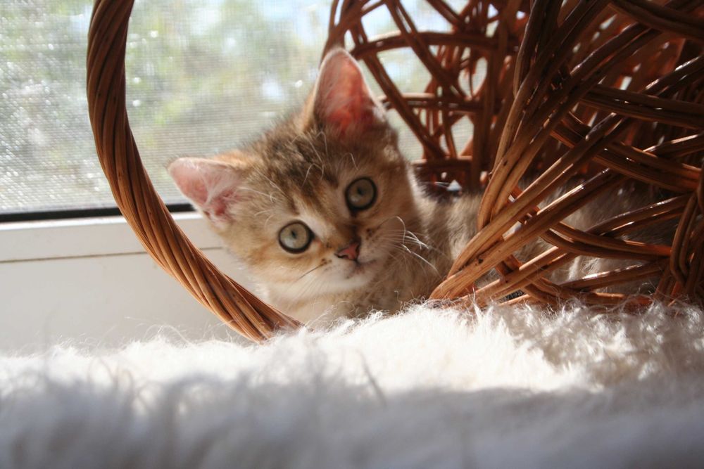 Киця-доця золото1 шиншилли