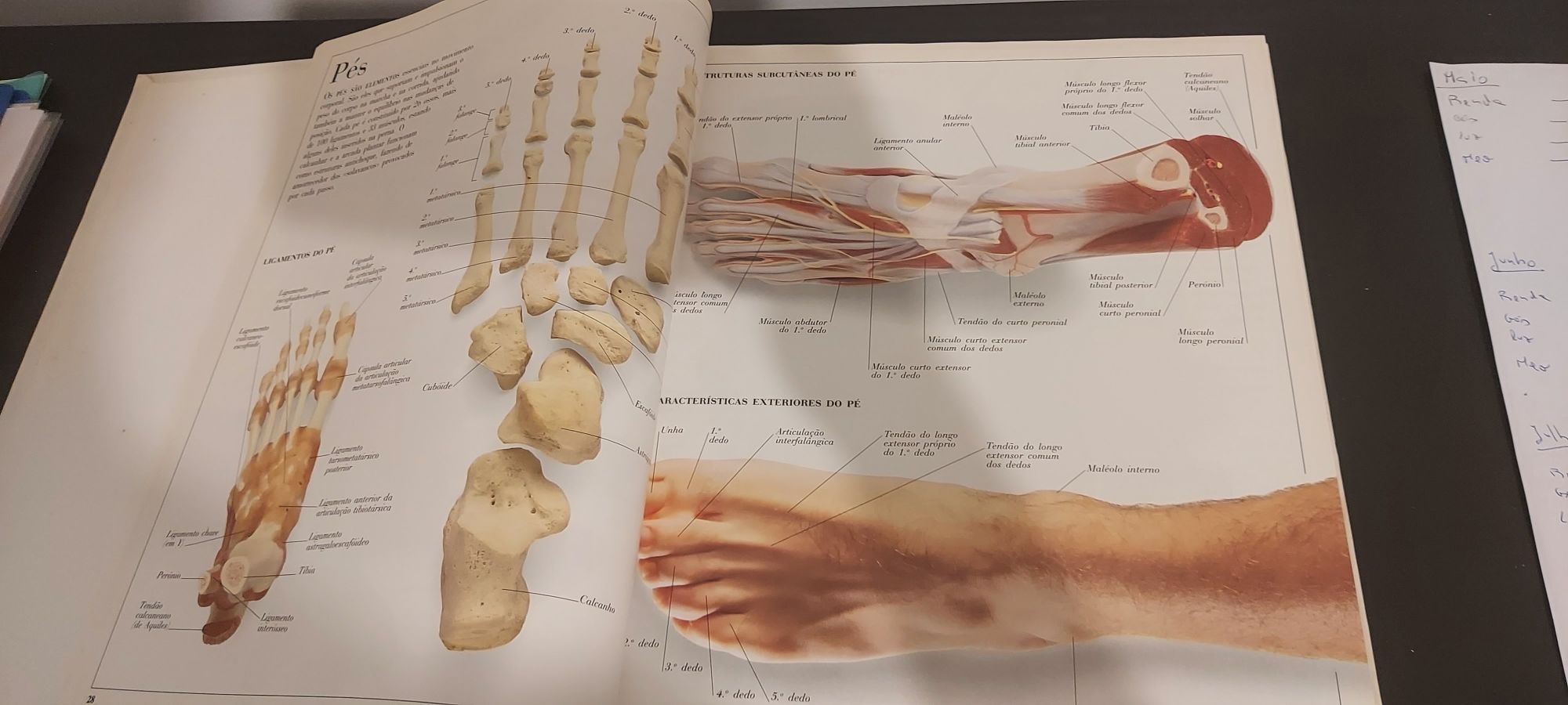 O corpo humano e outras grandes máquinas