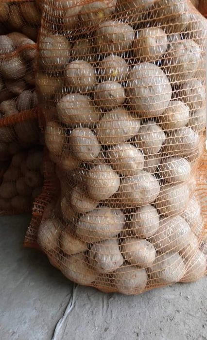 Ziemniaki jadalne i sadzeniaki Vineta