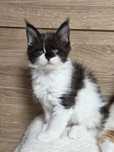 Maine Coon z rodowodem FPL