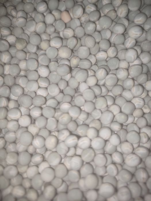 Насіння зеленого гороху зекон