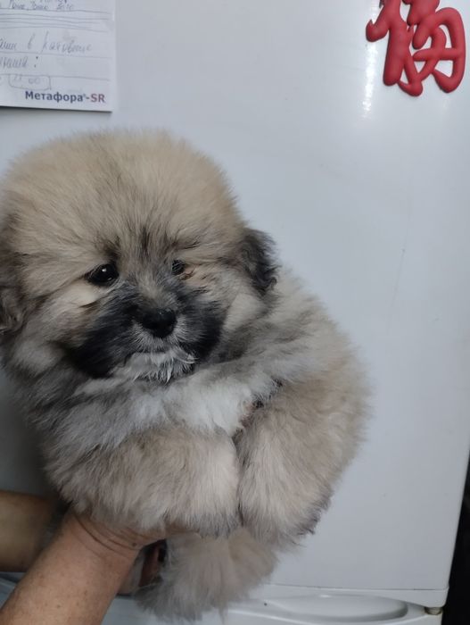 Ласковый малыш шпитцу
