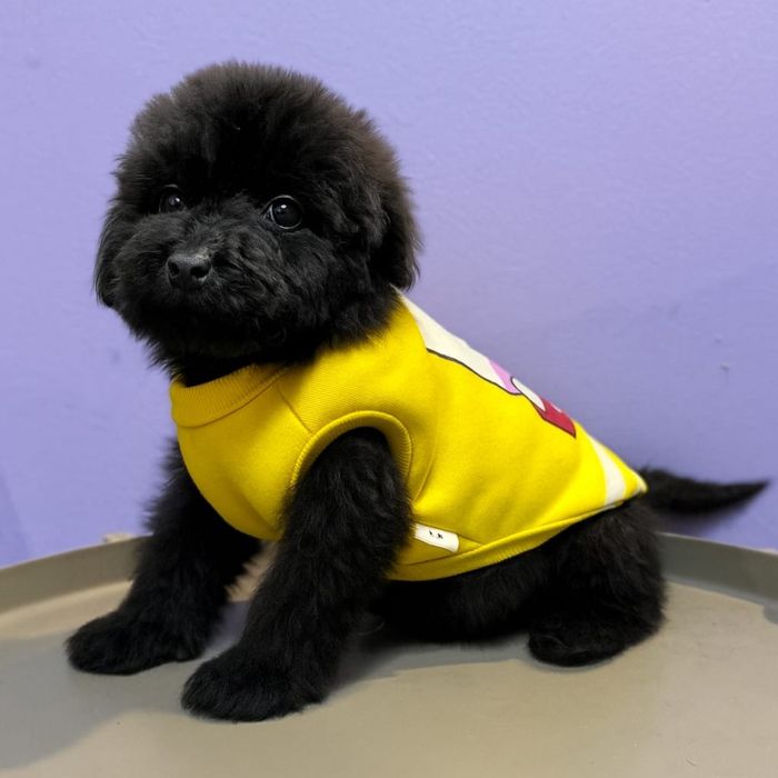 Labradoodle – czarny chłopiec, odbiór w grudniu