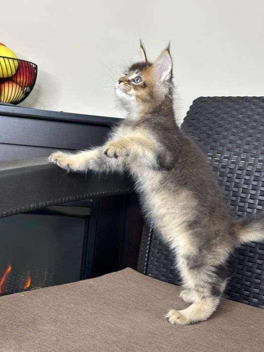 Volt-Kocurek Maine Coon