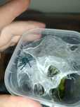 Avicularia versicolor z terrarium.