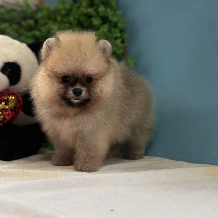 ляльковий Ведмедик шоу классу