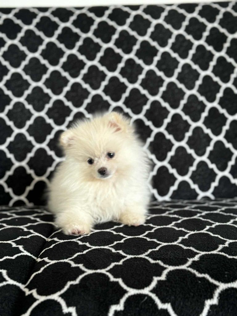 Suczka szpic miniaturowy