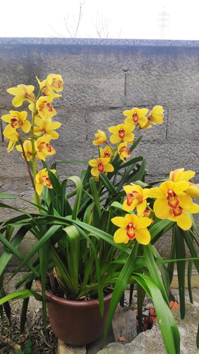 Orquídea amarela olho vermelho