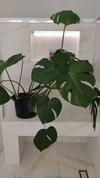 Monstera deliciosa Monstera dziurawa ponad 1m