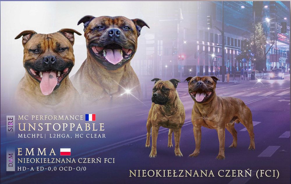 Staffordshire bull terrier staffik sbt zapowiedź