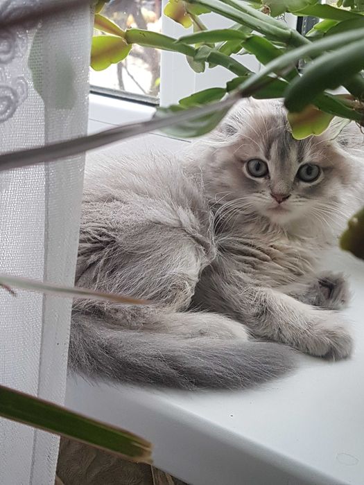 Кошенята порода шотландська висловуха