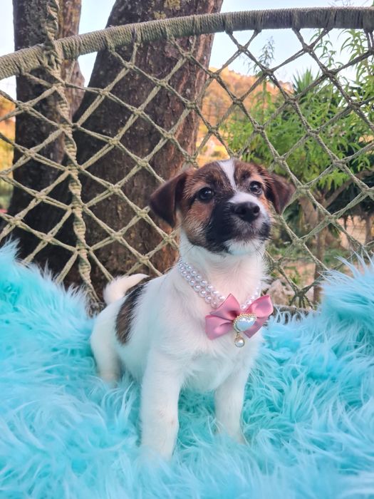 Jack Russel Terrier fêmea