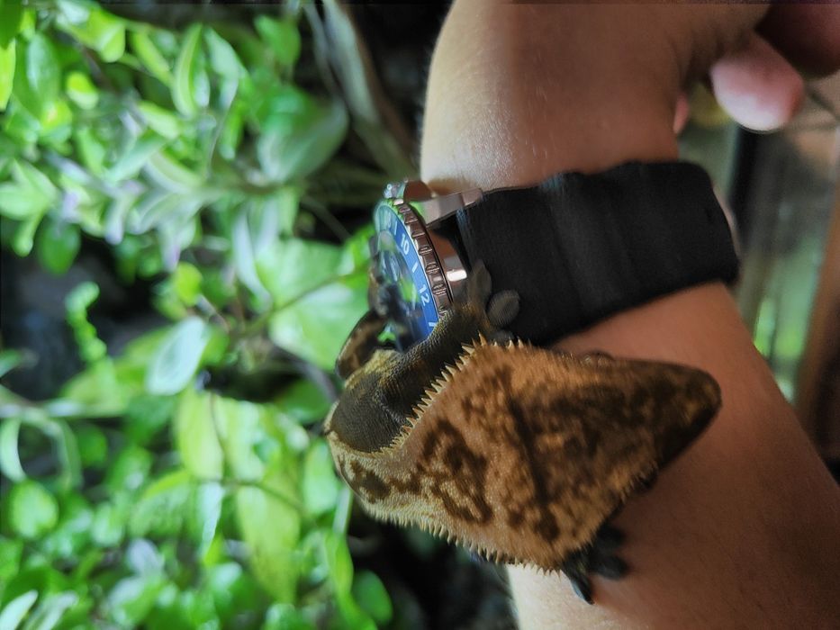 Terrarium z gekonem orzęsionym i gekonami płaczącymi + wyposażenie