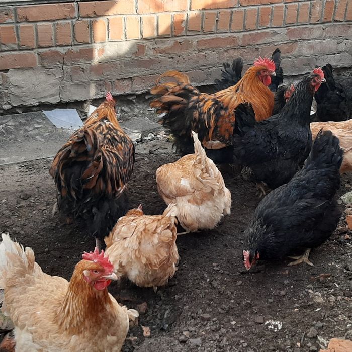 Золотий орпінгтон. Півні. Петухи. Золотой орпингтон.