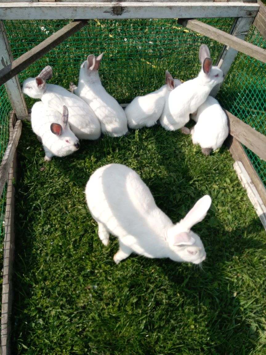 Продам кролики різні породи.