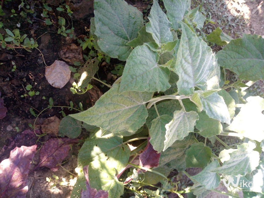 Plantas desde 2,50 até 10 conforme o tamanho