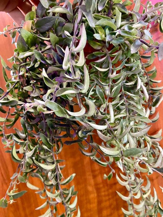 Aeschynanthus Twister