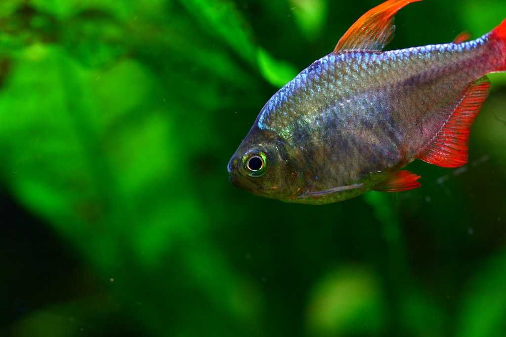 Bystrzyk kolumbijski - Hyphessobrycon columbianus - dowóz, wysyłka