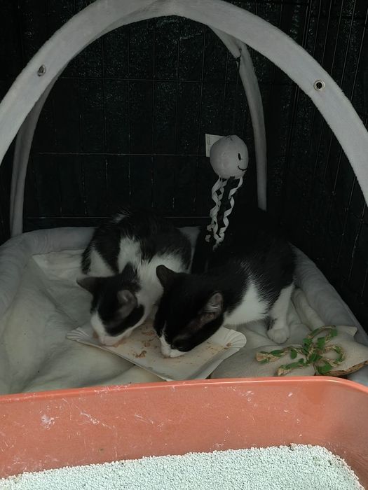 Ile jeszcze czasu musi minąć, aby ktoś je pokochał?..