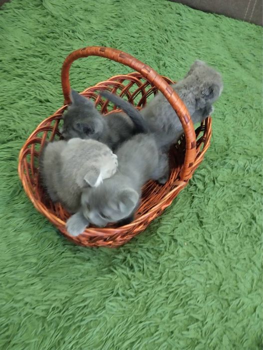 Продам кошенят Шотландців