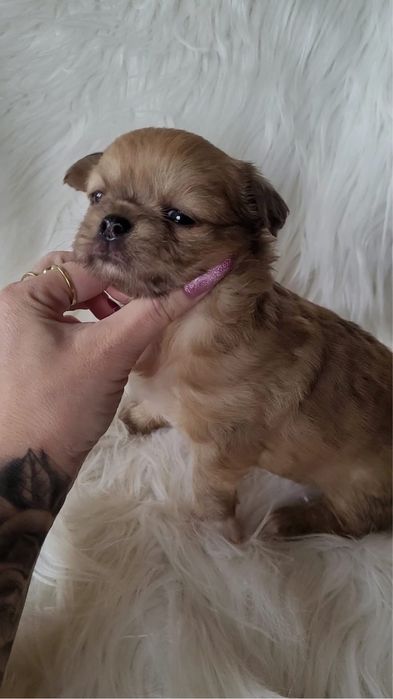 Chihuahua piesek merle długowłosy