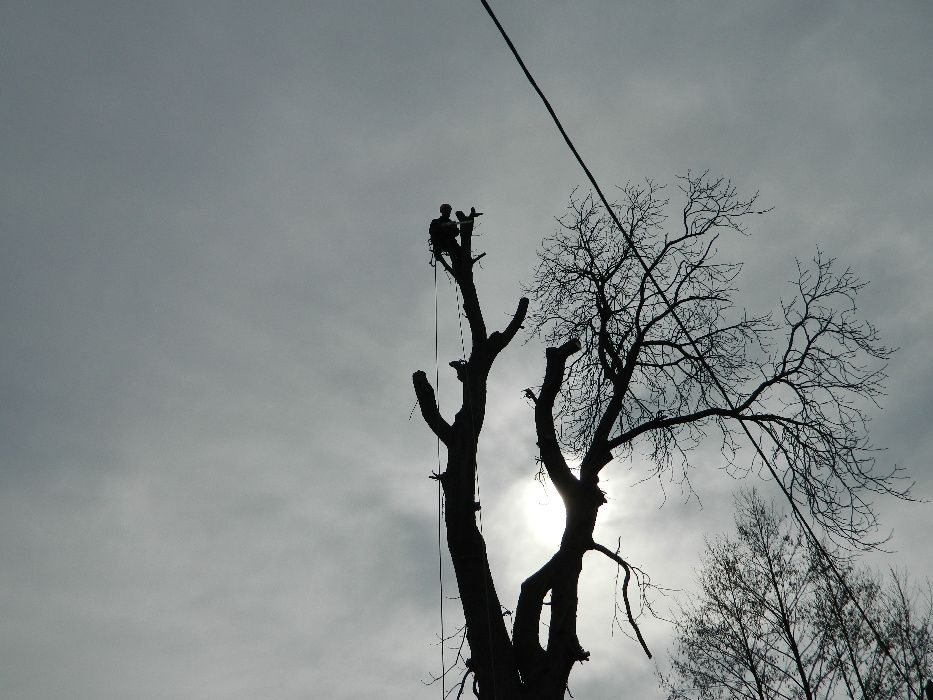 !! Wycinka drzew, przycinka, mycie elewacji, dachów  !!!