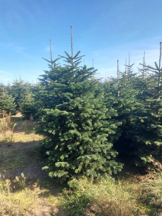 JODŁA KAUKASKA cięta choinki 200-250 cm duże ilości - transport
